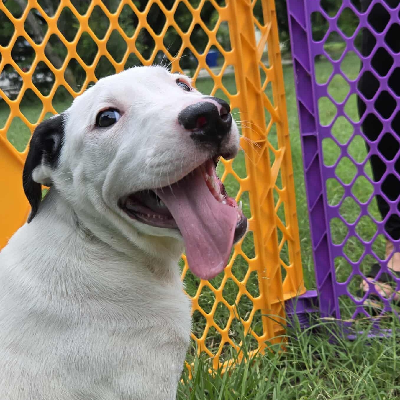 Doc, an adoptable Pit Bull Terrier in BUTTE, MT, 59701 | Photo Image 3