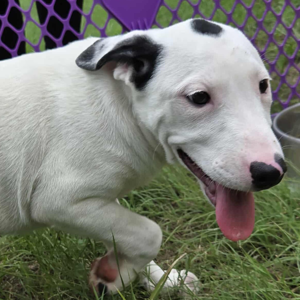 Doc, an adoptable Pit Bull Terrier in BUTTE, MT, 59701 | Photo Image 4