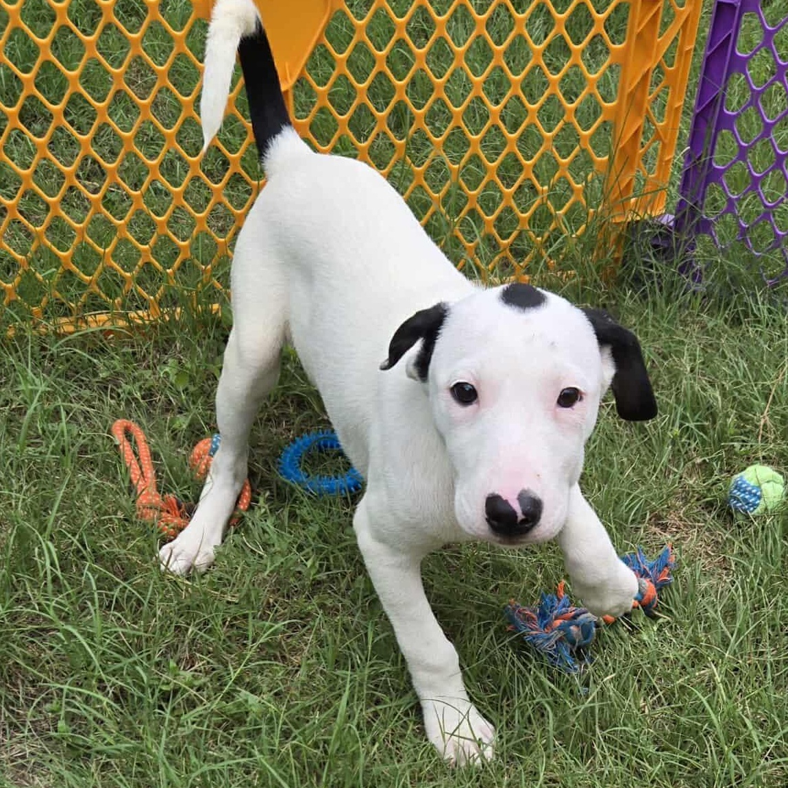 Doc, an adoptable Pit Bull Terrier in BUTTE, MT, 59701 | Photo Image 5