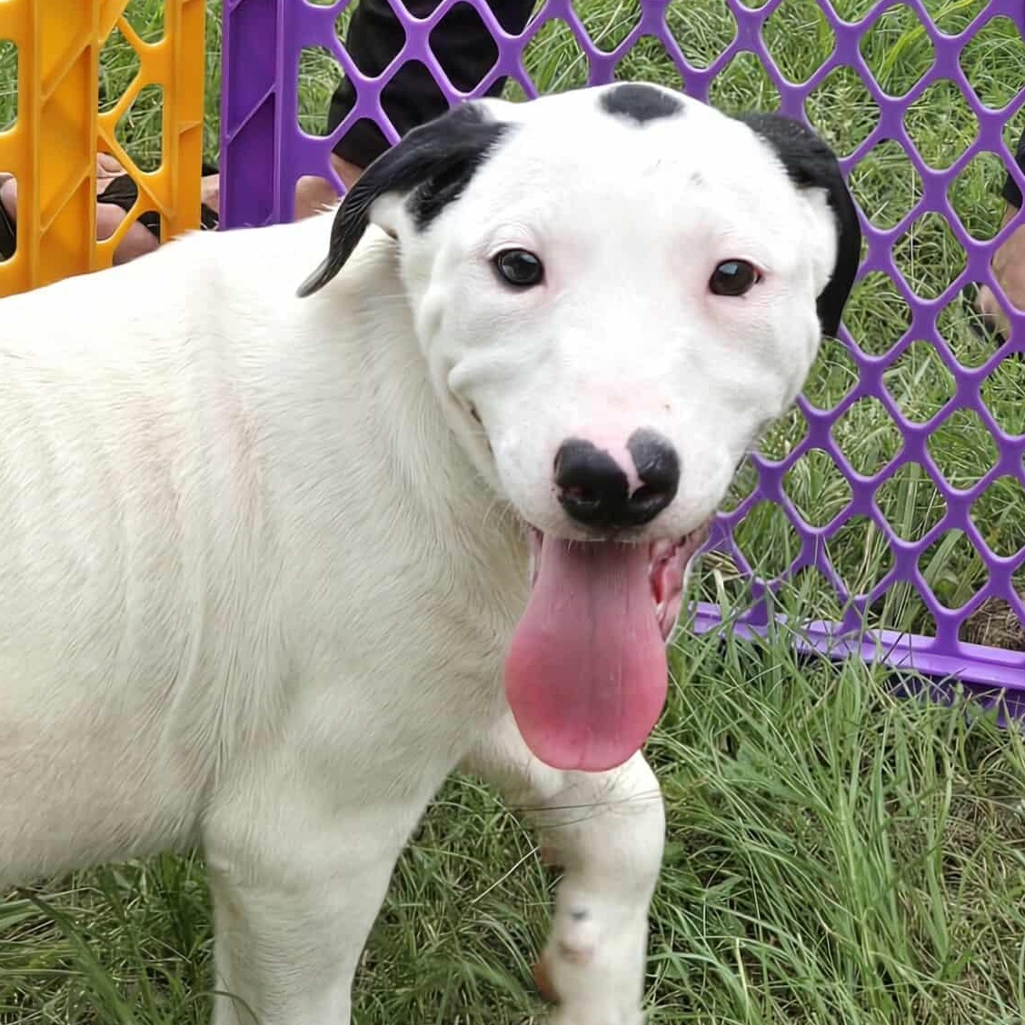 Doc, an adoptable Pit Bull Terrier in BUTTE, MT, 59701 | Photo Image 6