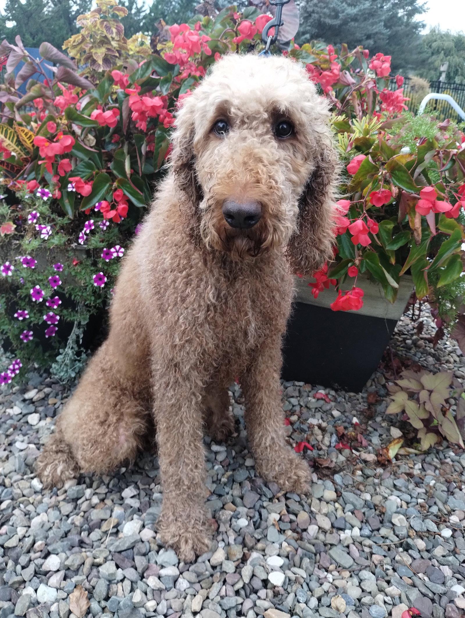 Rebel Hunter, Adoptable, Adult Male Standard Poodle.