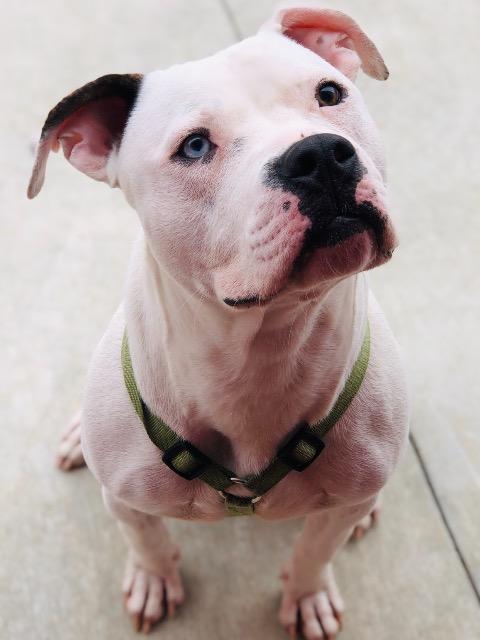 Yeti, Adoptable, Adult Male Mixed Breed & Labrador Retriever.