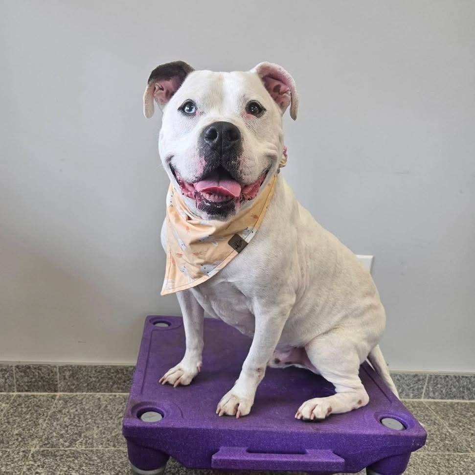 Enlarge Yeti, a Adoptable mixed breed in Angola, IN image 2/6