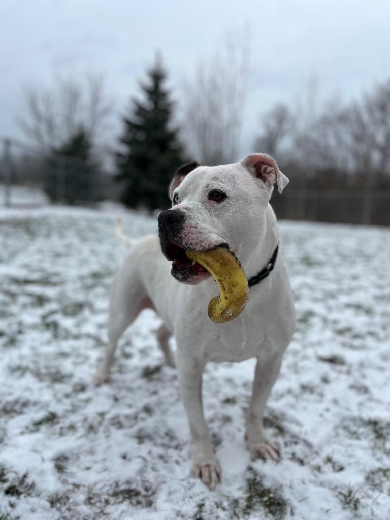 Enlarge Yeti, a Adoptable mixed breed in Angola, IN image 2/6