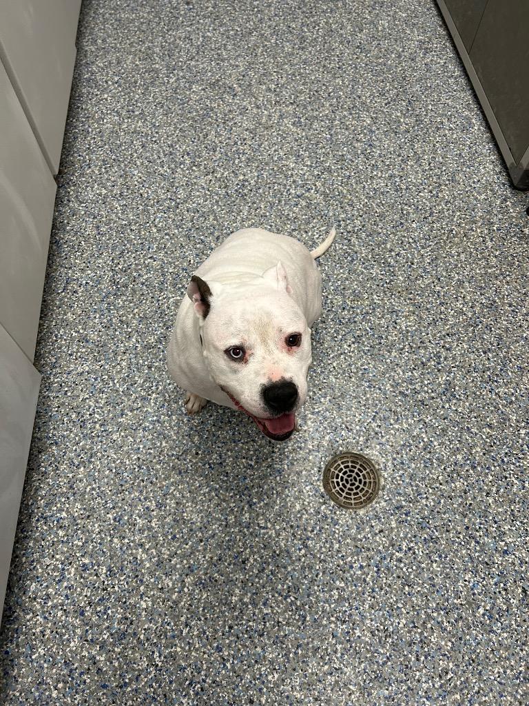 Enlarge Yeti, a Adoptable mixed breed in Angola, IN image 2/3