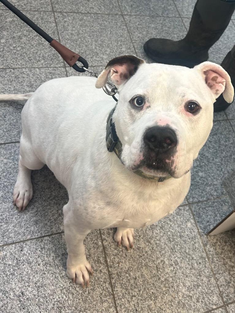 Yeti, a Adoptable mixed breed in Angola, IN image 2/4