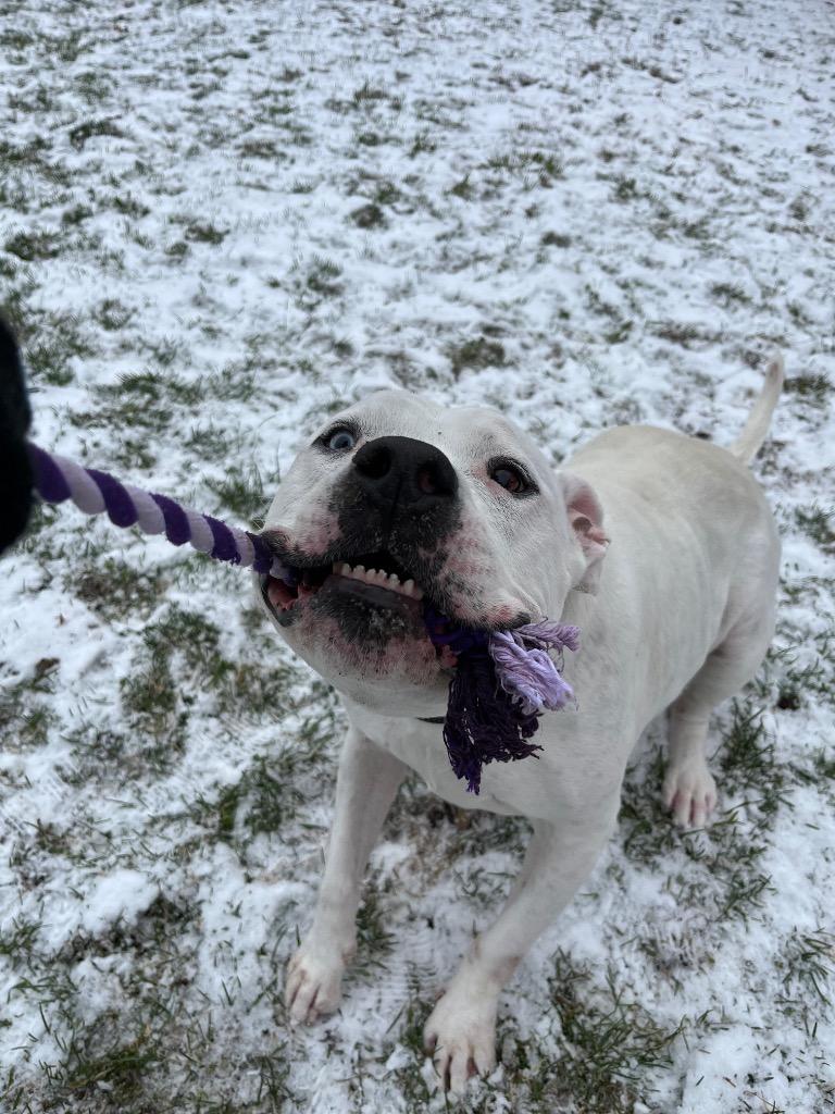 Enlarge Yeti, a Adoptable mixed breed in Angola, IN image 4/6