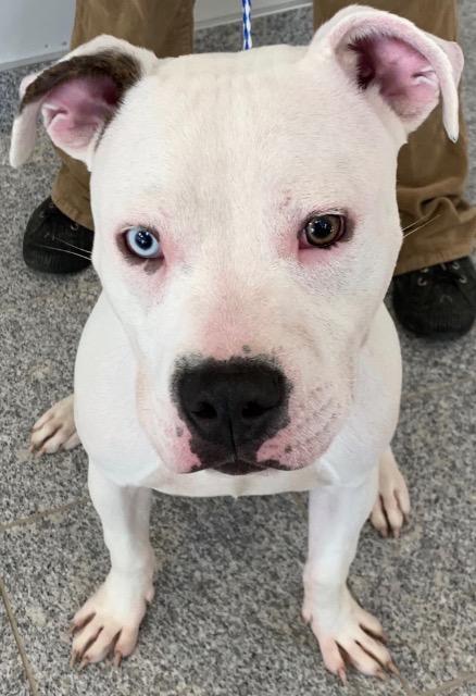 Enlarge Yeti, a Adoptable mixed breed in Angola, IN image 3/3