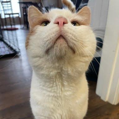 Patches, Adoptable, Adult Male Domestic Short Hair.