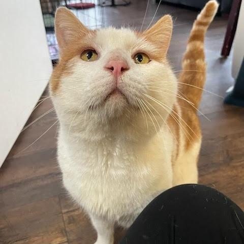 Enlarge Patches, a Adoptable Domestic Short Hair in Allyn, WA image 2/3