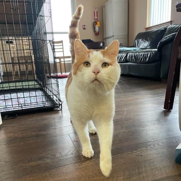 Enlarge Patches, a Adoptable Domestic Short Hair in Allyn, WA image 3/3