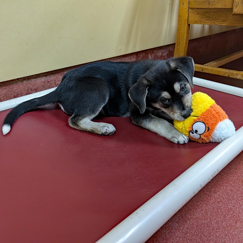 Lennie, Adoptable, Puppy Male Hound.