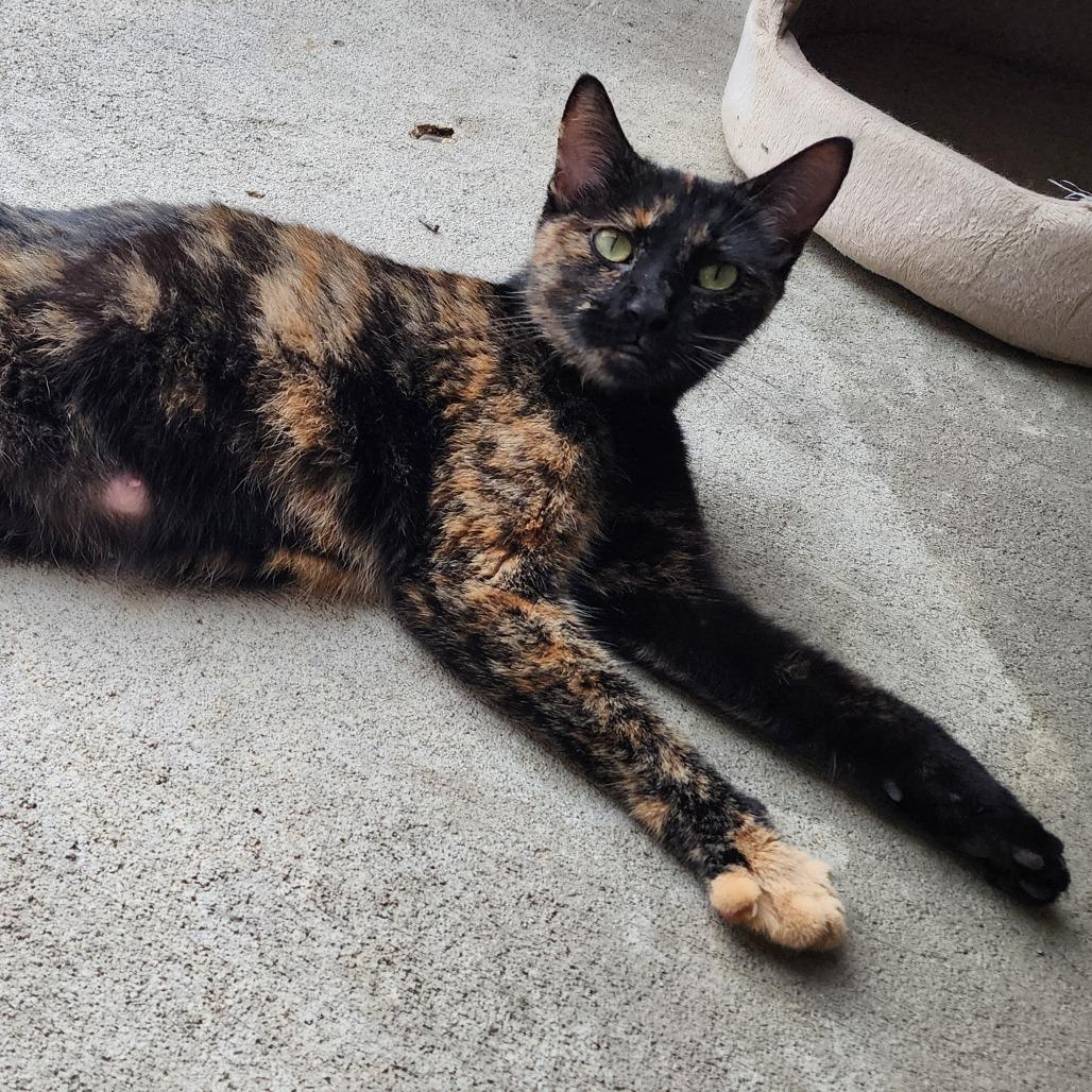 Katniss, Adoptable, Young Female Domestic Short Hair.