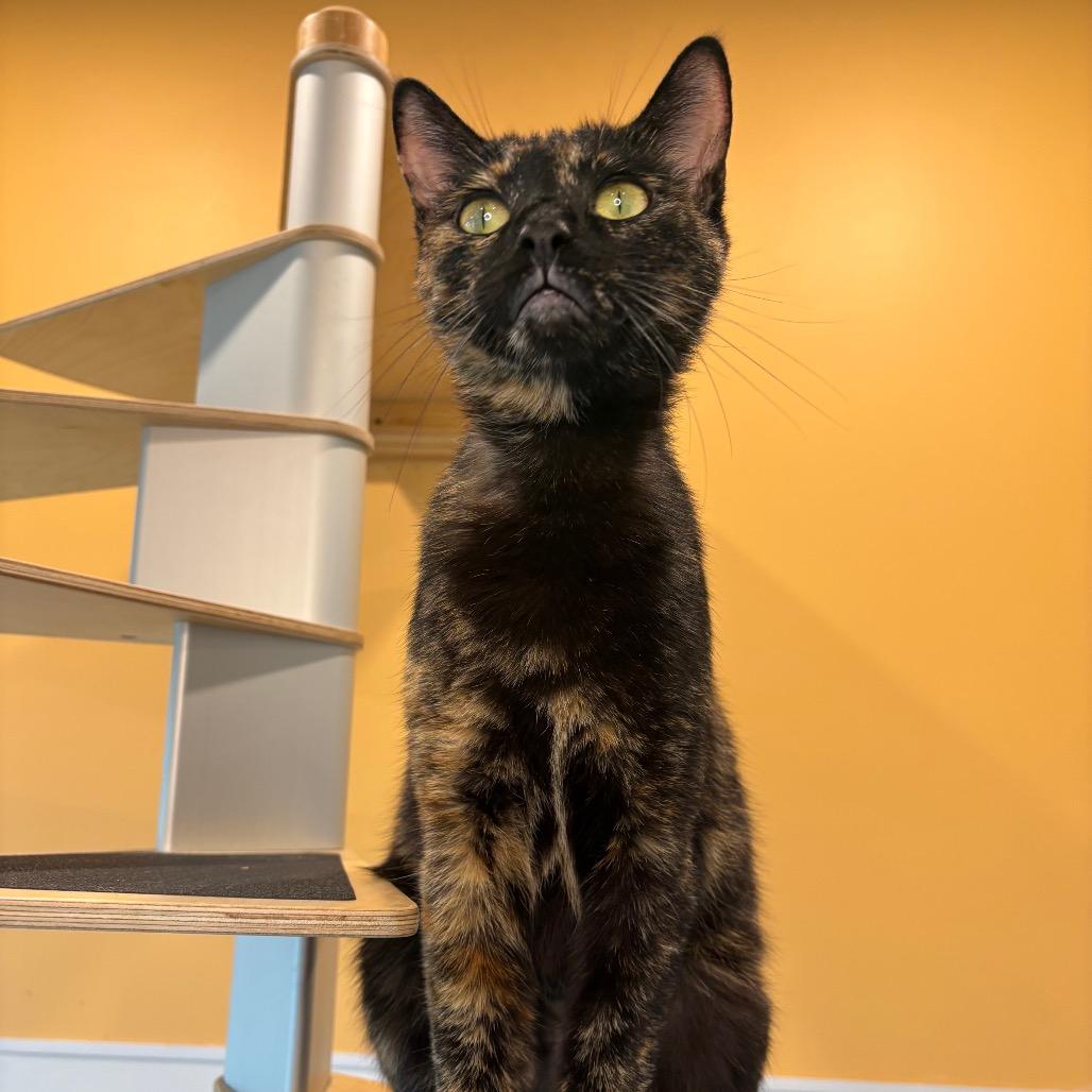 Katniss, a Adoptable Domestic Short Hair in Washington Township, OH image 2/4