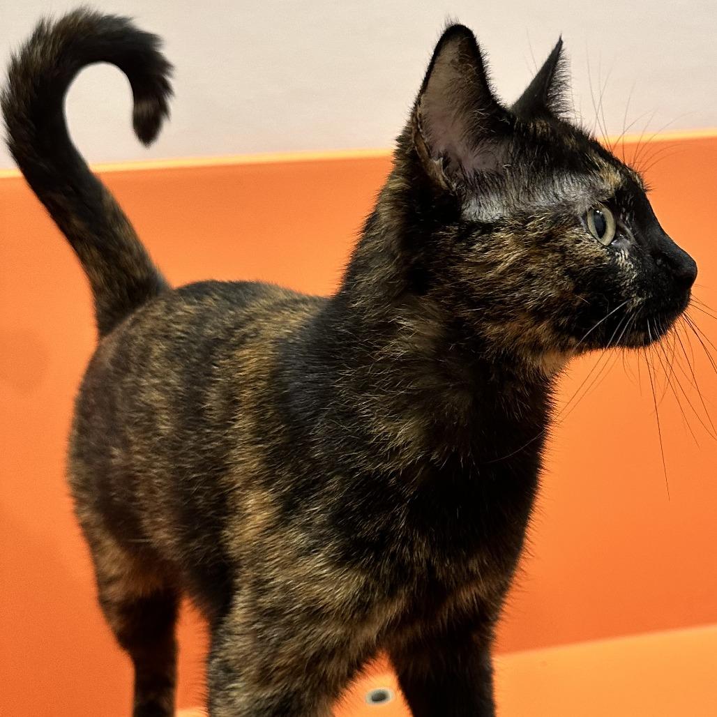 Katniss, a Adoptable Domestic Short Hair in Washington Township, OH image 3/4
