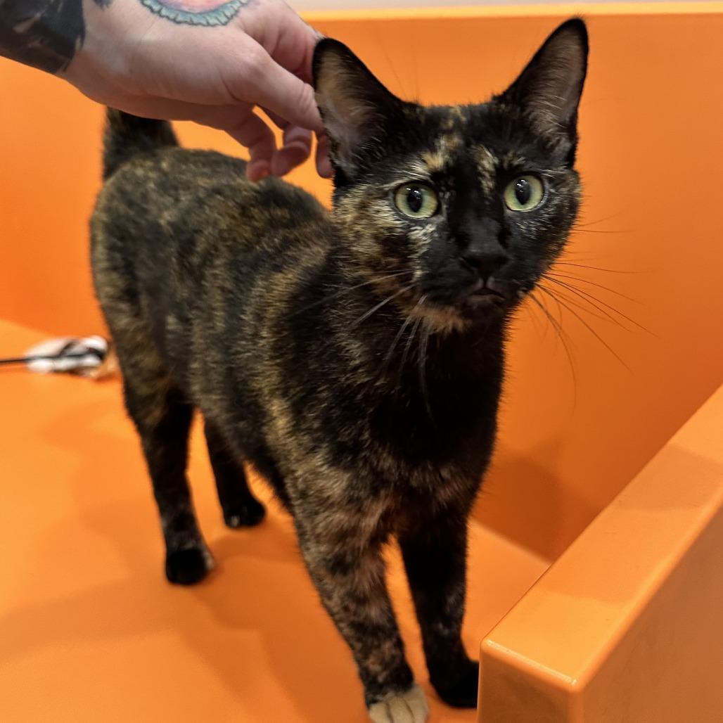 Katniss, a Adoptable Domestic Short Hair in Washington Township, OH image 4/4