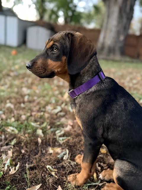 Raquel, Adoptable, Puppy Female Coonhound & Black and Tan Coonhound.