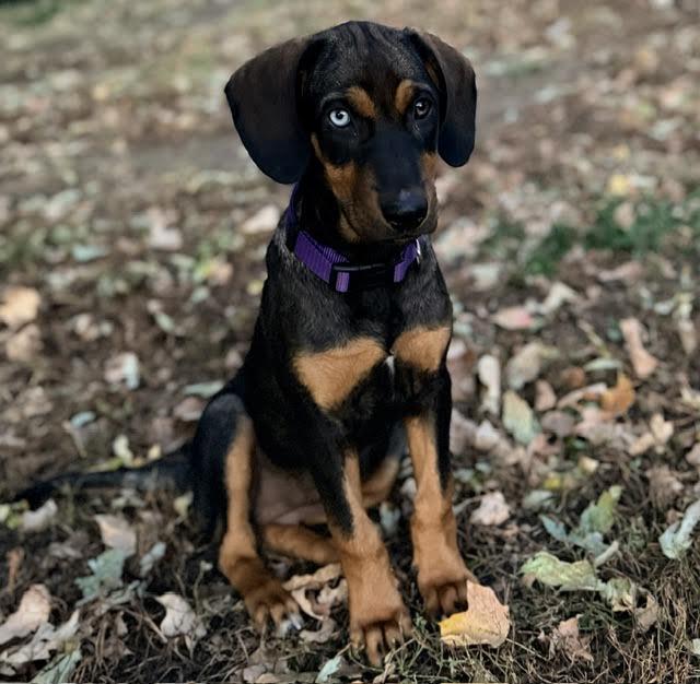 Enlarge Raquel, a Adoptable mixed breed in Mankato, MN image 3/3