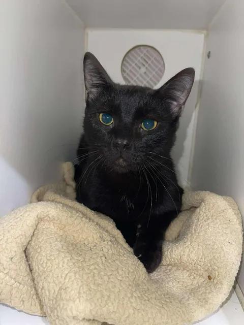 Malachi, a ADOPTABLE Domestic Short Hair in Winthrop, ME image 2/2