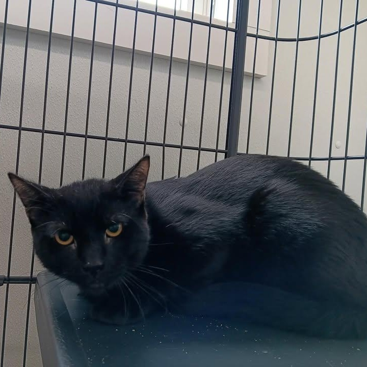 Enlarge Malachi, a ADOPTABLE Domestic Short Hair in Winthrop, ME image 1/1