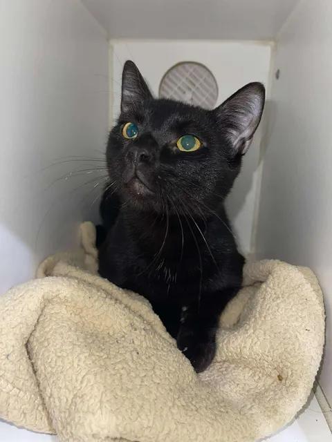 Malachi, a ADOPTABLE Domestic Short Hair in Winthrop, ME image 1/2