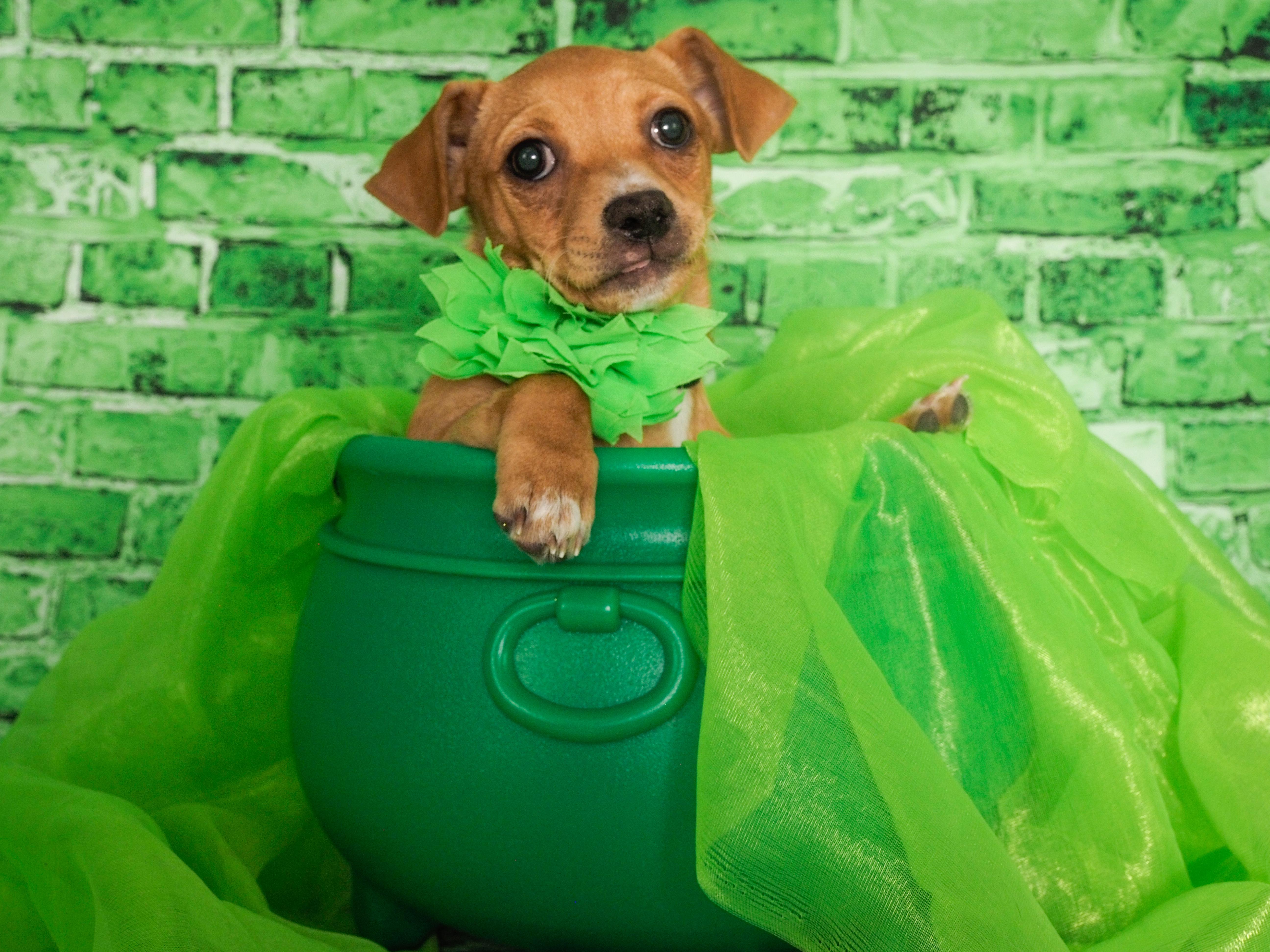 Enlarge Emerald, an adopted mixed breed in PHOENIX, AZ image 1/6