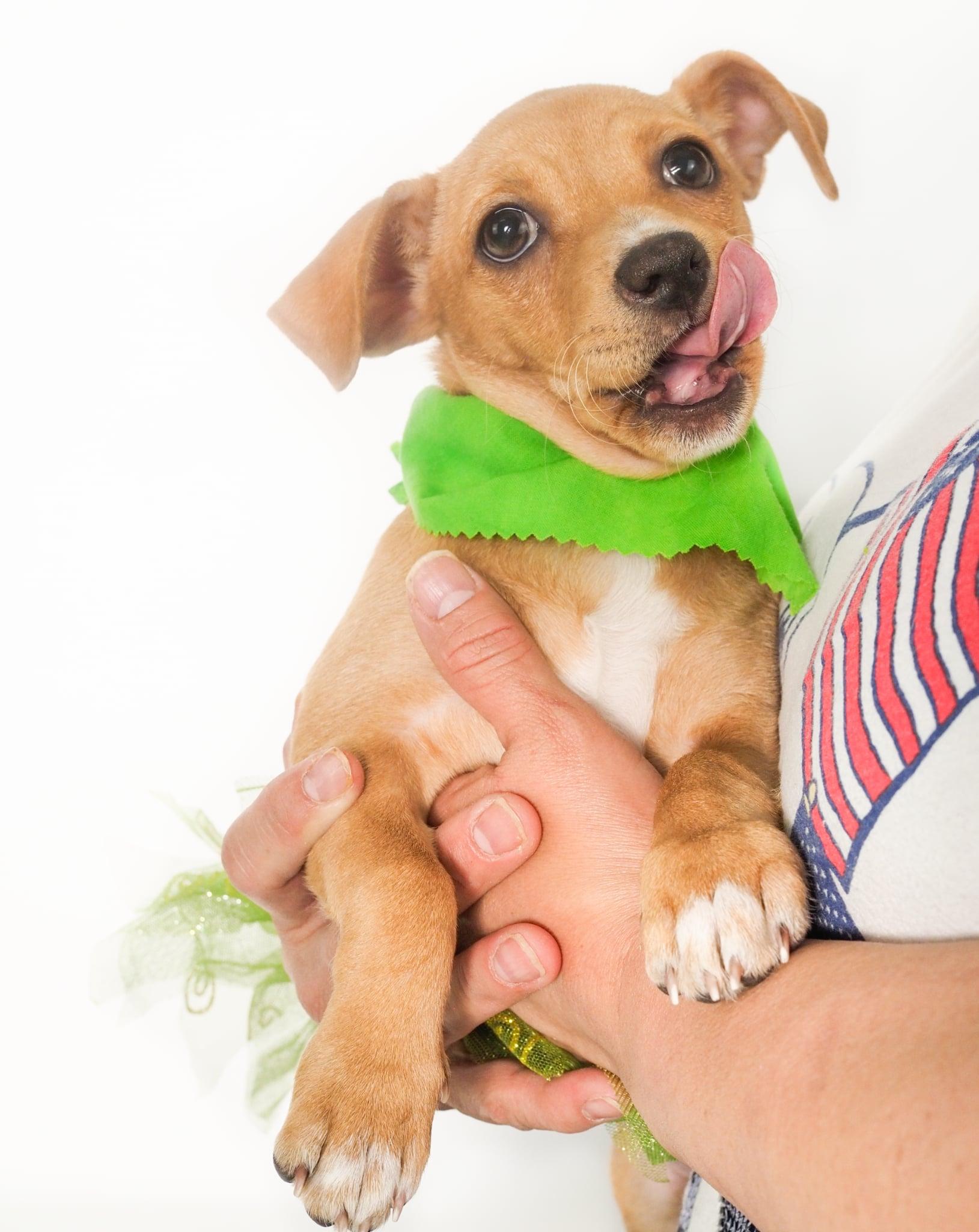 Enlarge Emerald, an adopted mixed breed in PHOENIX, AZ image 4/6