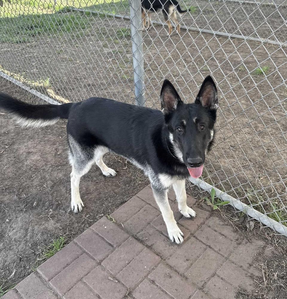 Sinclair, Adoptable, Adult Male German Shepherd Dog.