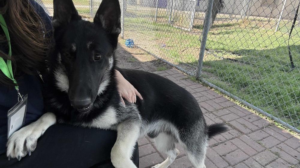 Enlarge Sinclair, a Adoptable German Shepherd Dog in Houston, TX image 4/5