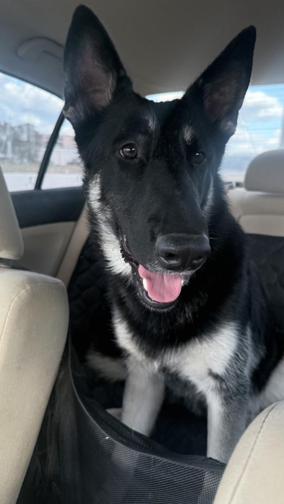 Enlarge Sinclair, a Adoptable German Shepherd Dog in Houston, TX image 5/5