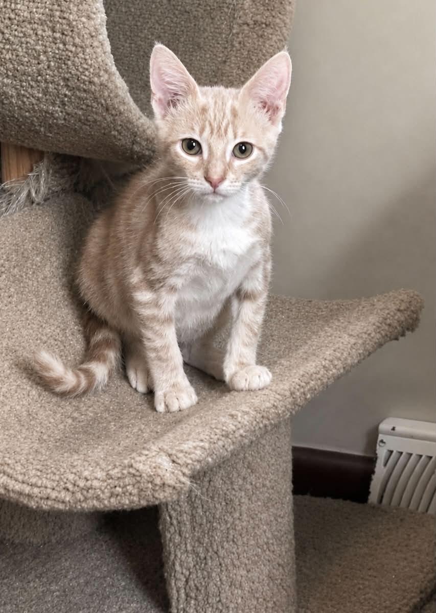 Enlarge Slash, an adopted Domestic Short Hair in Hamilton, MI image 1/1