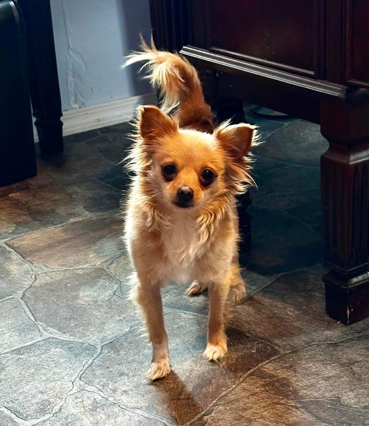 Henry, Adopted, Adult Male Chihuahua.