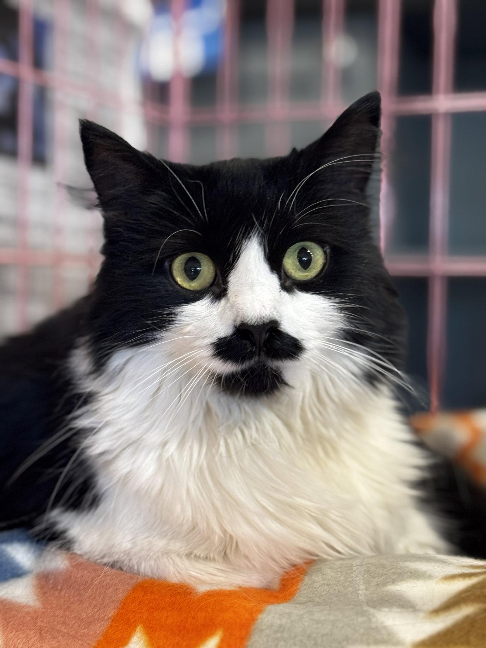 Enlarge Jess (aka Lottie) FOSTER NEEDED, a Adoptable Domestic Medium Hair in Herndon, VA image 2/3