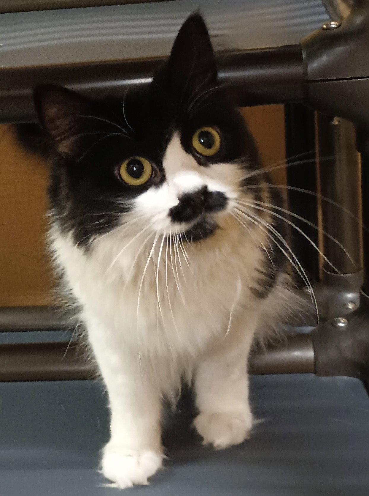Enlarge Jess (aka Lottie) FOSTER NEEDED, a Adoptable Domestic Medium Hair in Herndon, VA image 3/3