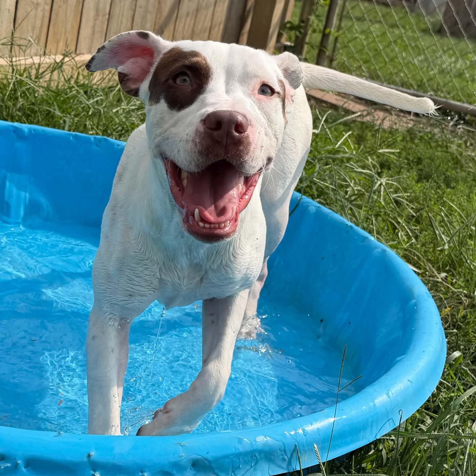 Enlarge Shelby, a Adoptable mixed breed in Martinsville, IN image 2/2