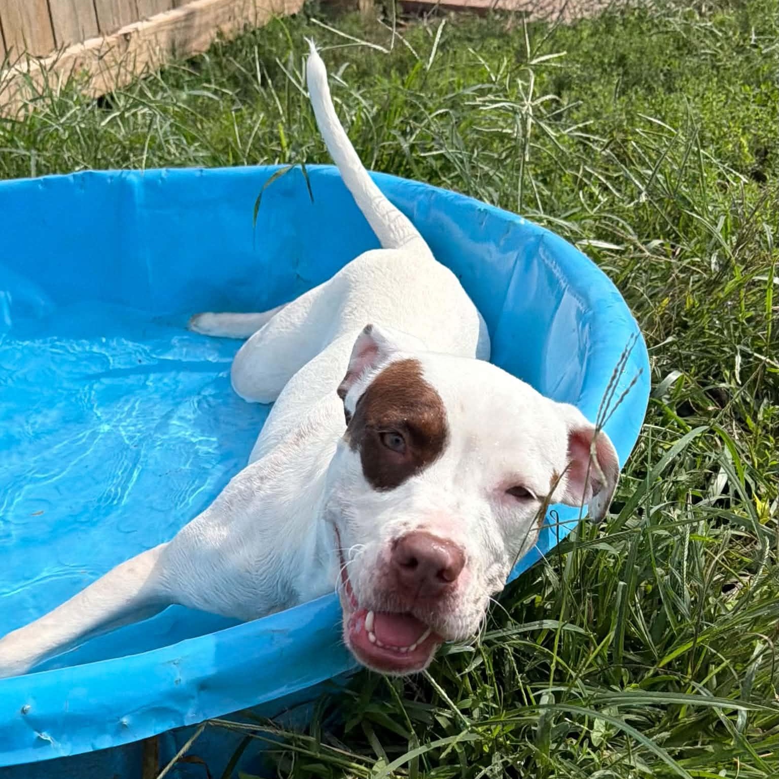 Shelby, Adoptable, Puppy Female Pit Bull Terrier.