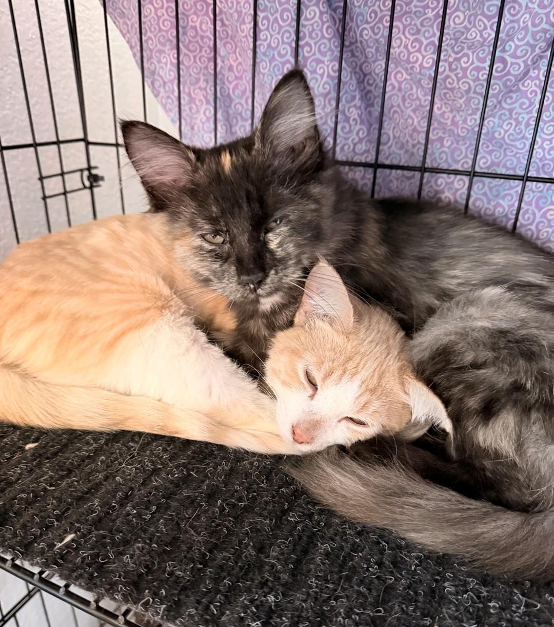 Janet, Adoptable, Young Female Domestic Medium Hair.