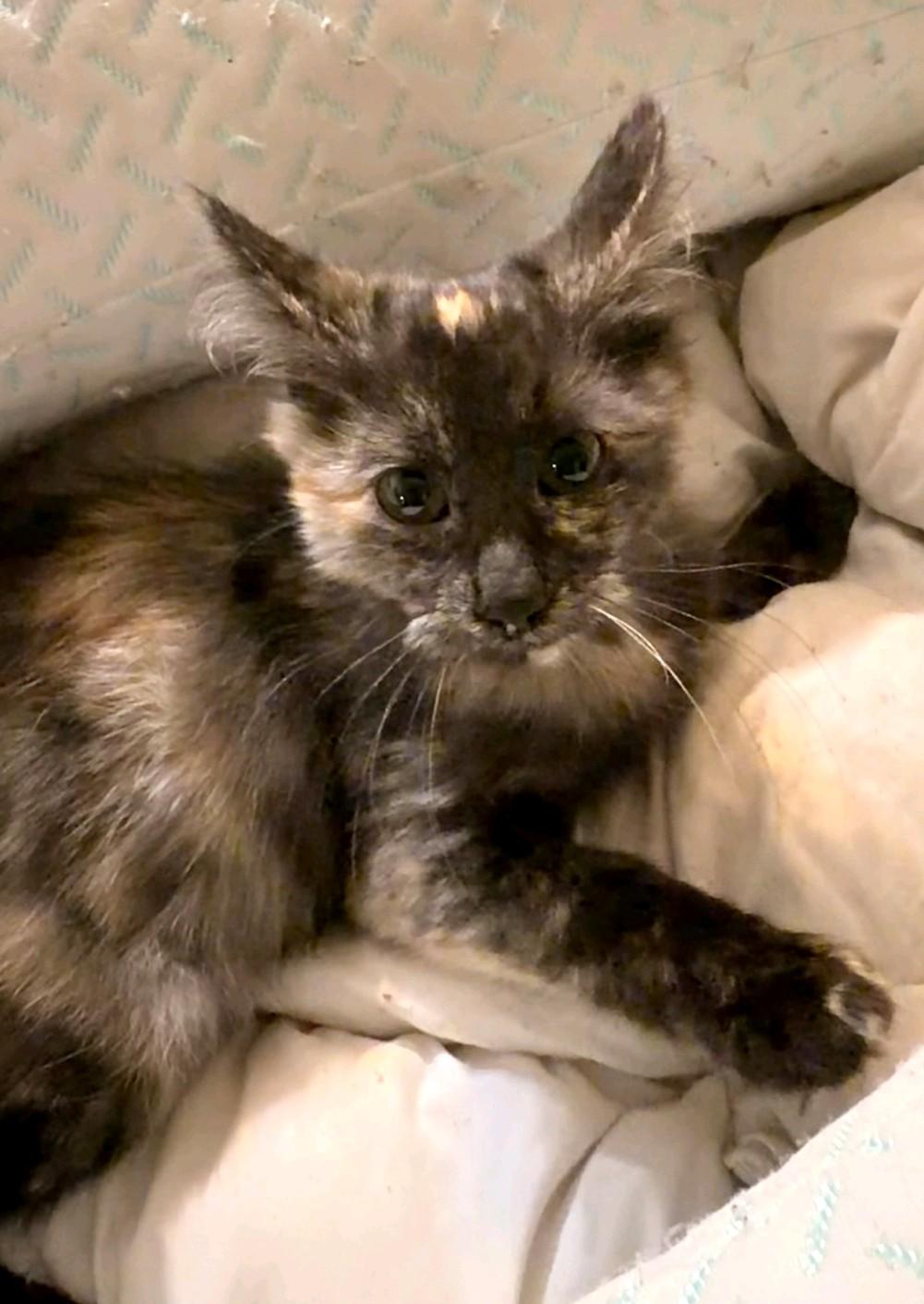 Enlarge Janet, a Adoptable Domestic Medium Hair in Reno, NV image 3/6