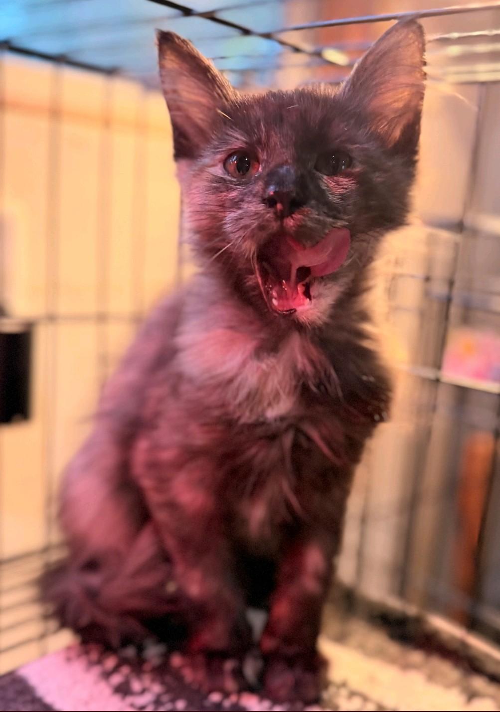 Enlarge Janet, a Adoptable Domestic Medium Hair in Reno, NV image 6/6