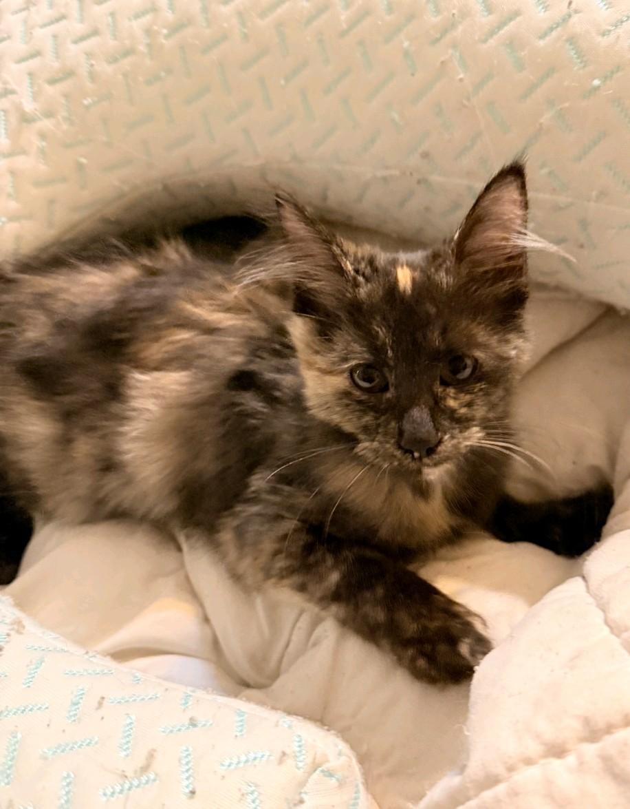 Enlarge Janet, a Adoptable Domestic Medium Hair in Reno, NV image 5/6