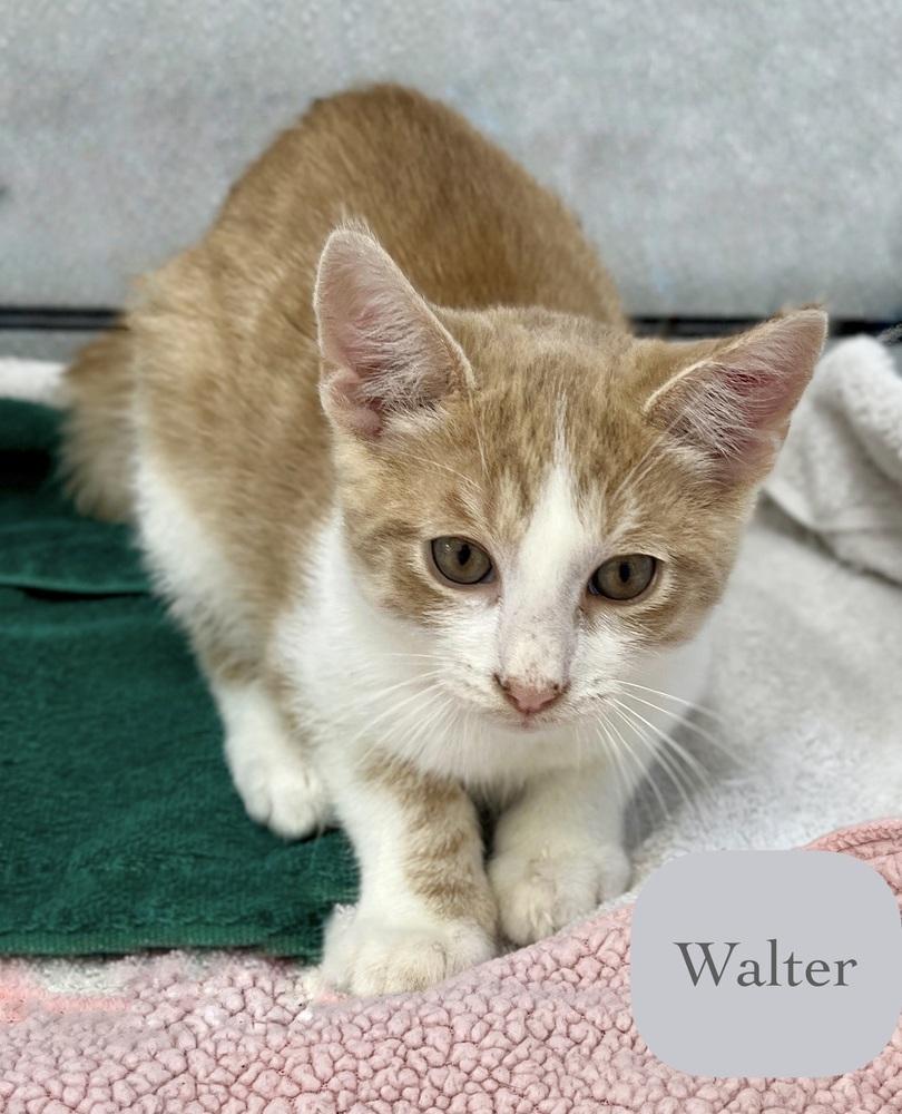 Enlarge Walter, a Adoptable Domestic Short Hair in Chalfont, PA image 2/6