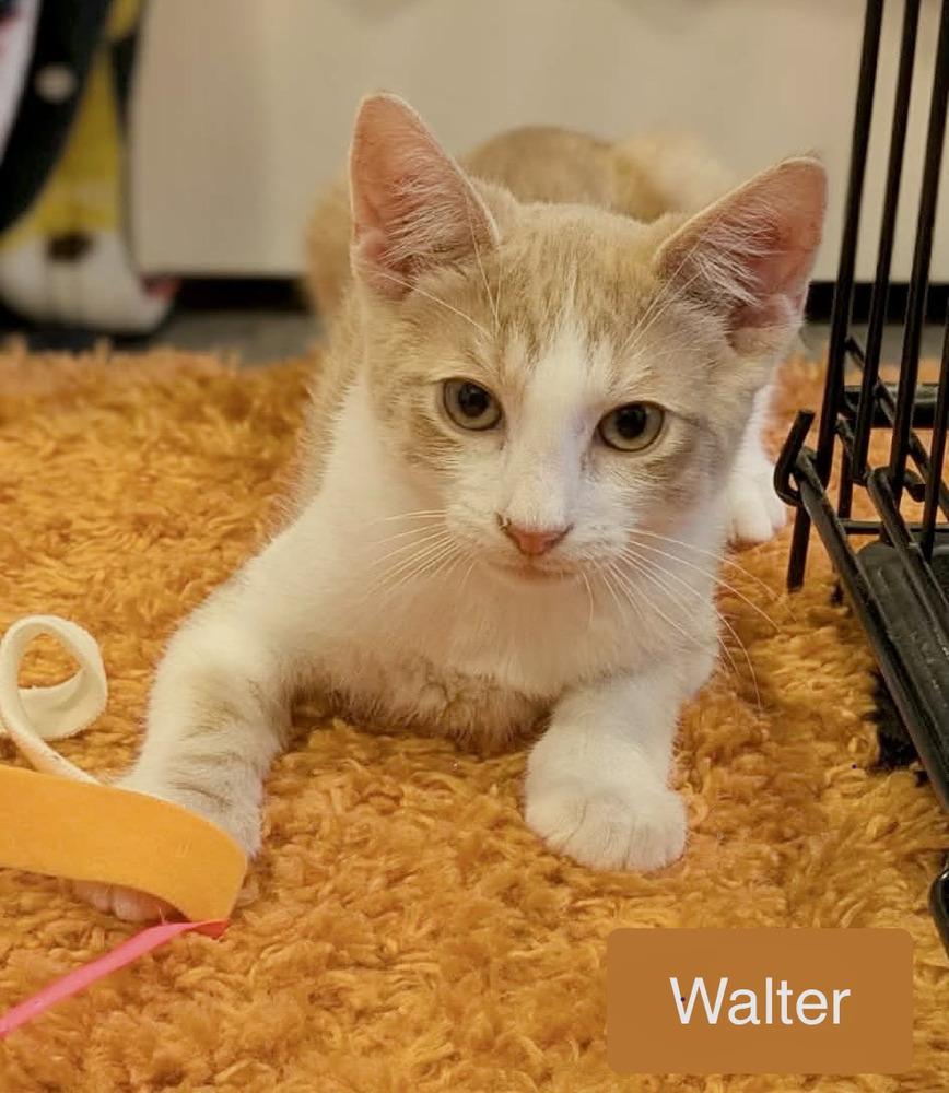 Enlarge Walter, a Adoptable Domestic Short Hair in Chalfont, PA image 3/6