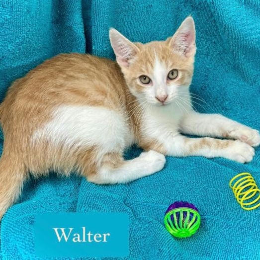 Walter, Adoptable, Kitten Male Domestic Short Hair.