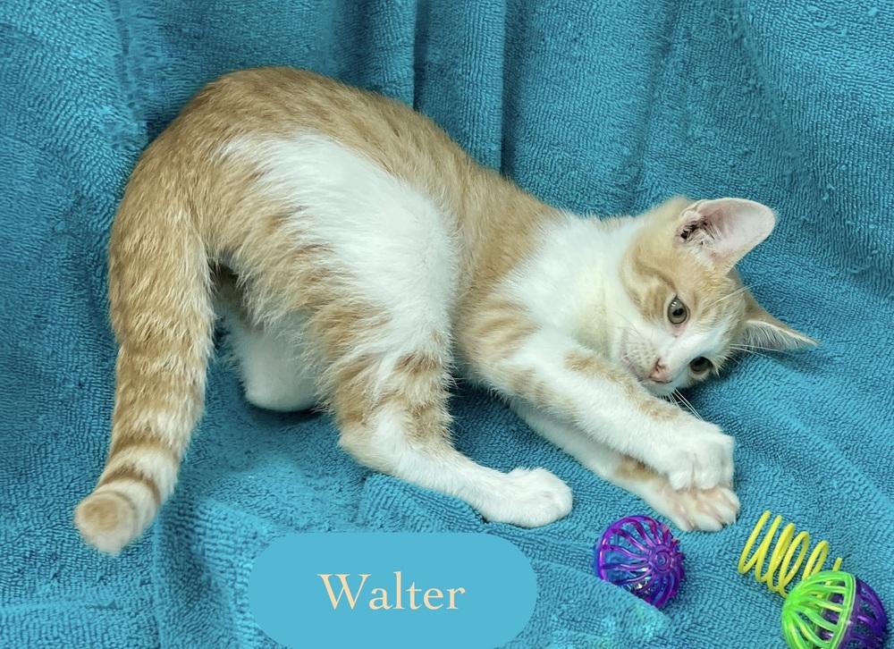 Enlarge Walter, a Adoptable Domestic Short Hair in Chalfont, PA image 4/6