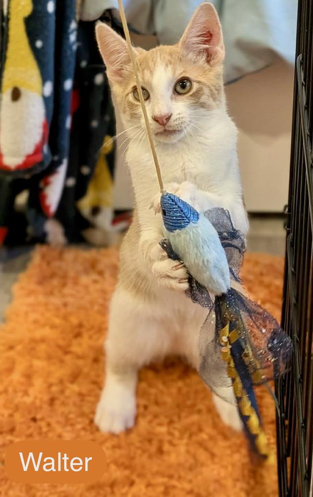 Enlarge Walter, a Adoptable Domestic Short Hair in Chalfont, PA image 6/6