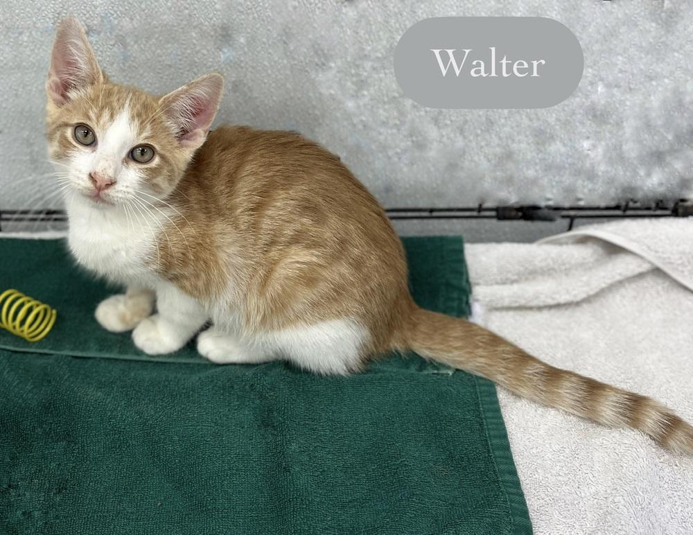 Enlarge Walter, a Adoptable Domestic Short Hair in Chalfont, PA image 5/6