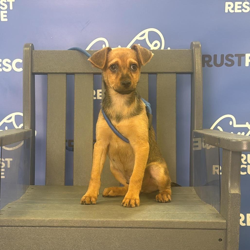 SNOODLE, Adoptable, Puppy Male Terrier & Mixed Breed.
