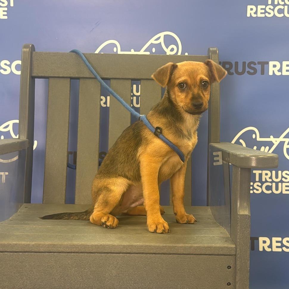 Enlarge SNOODLE, a Adoptable mixed breed in Berlin, NJ image 2/5