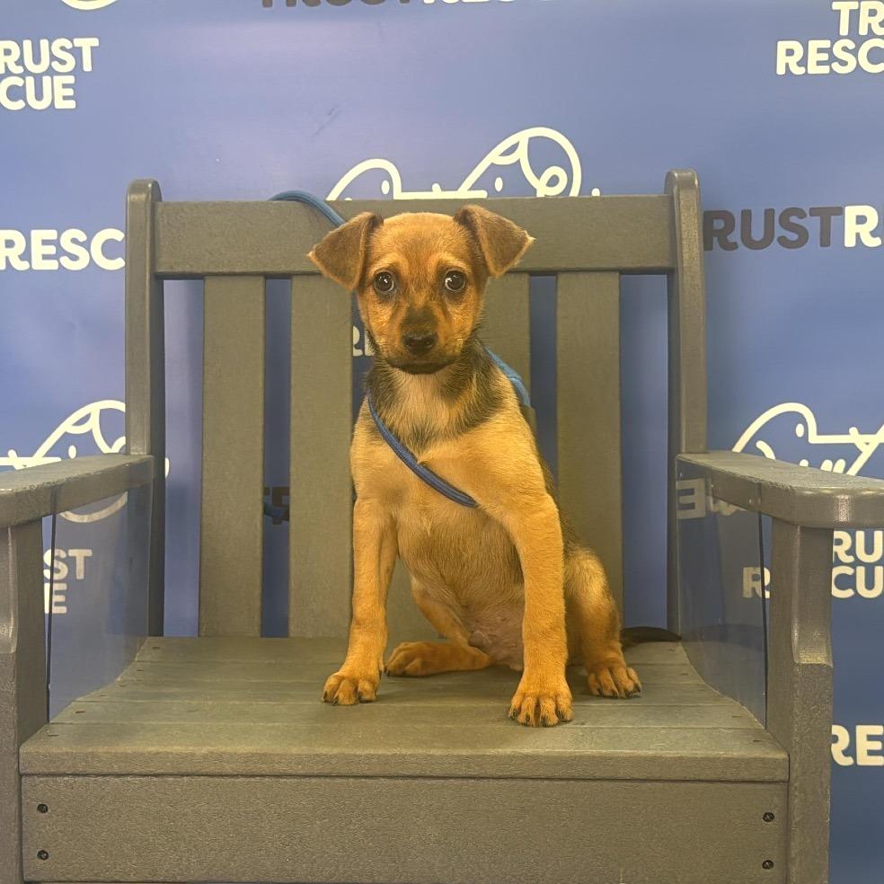 Enlarge SNOODLE, a Adoptable mixed breed in Berlin, NJ image 4/5