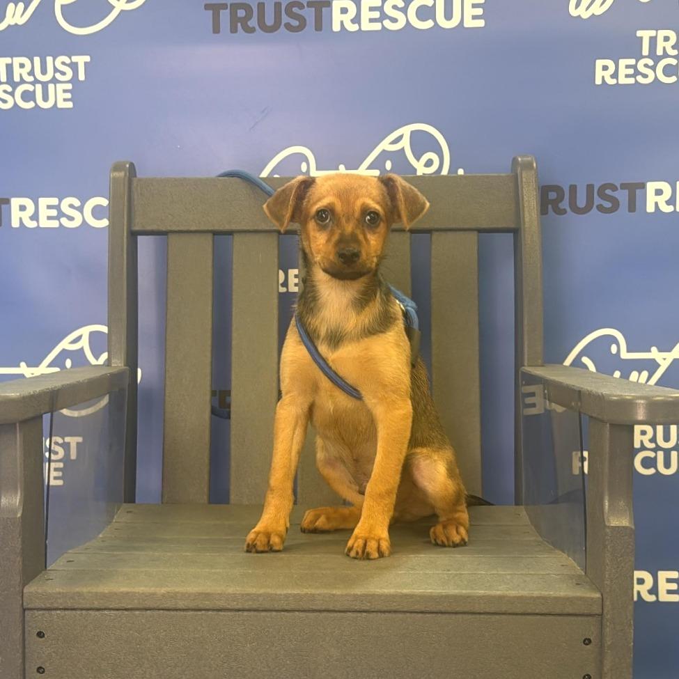 Enlarge SNOODLE, a Adoptable mixed breed in Berlin, NJ image 5/5